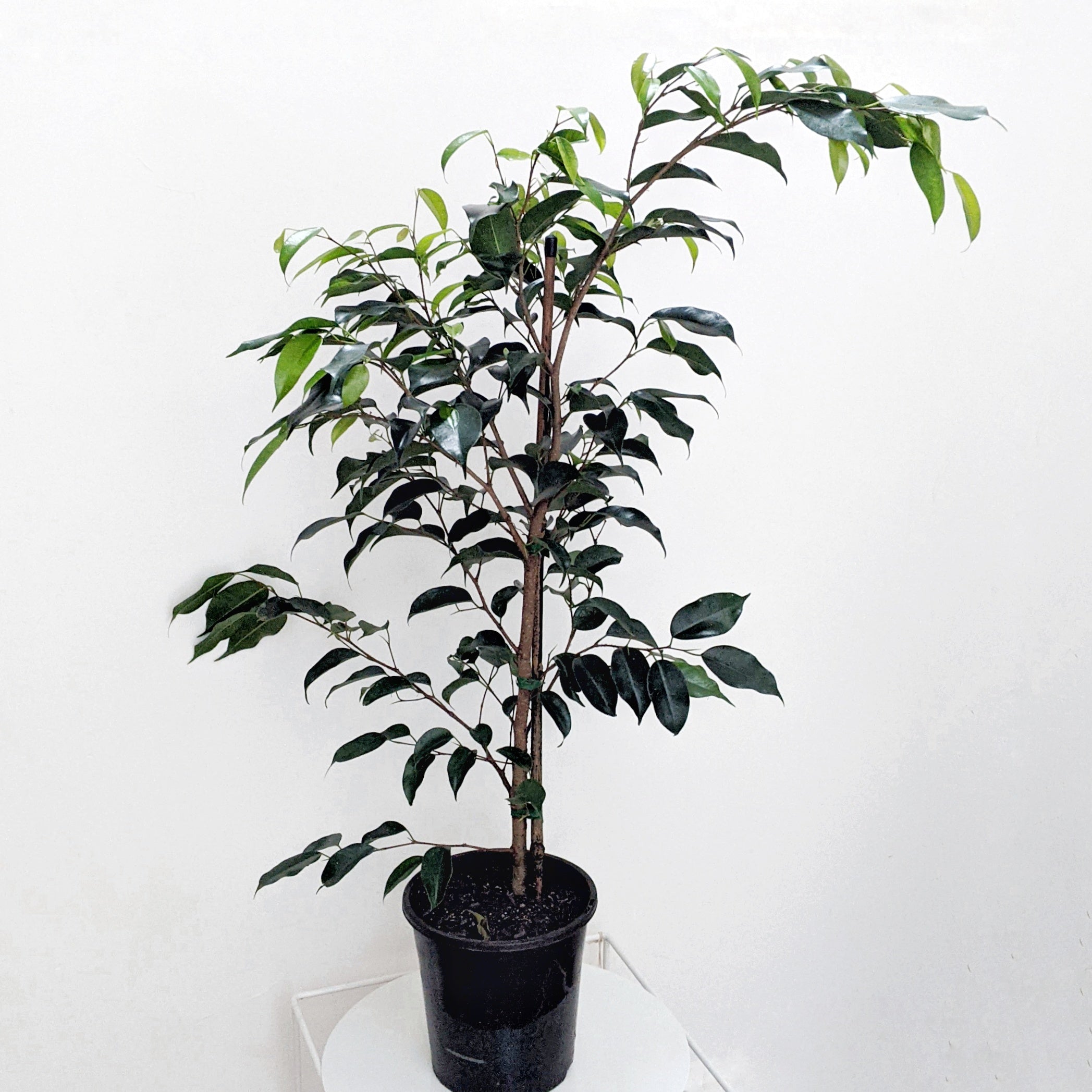 Ficus benjamina 'Midnight Beauty' (Weeping Fig) - 18cm pot